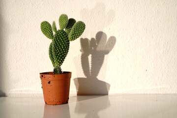 cactus in a pot - 576097969
