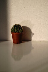 cactus in a pot - 576098558