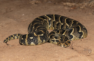 Puff Adder (Bitis arietans)