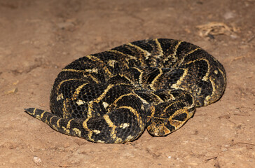 Puff Adder (Bitis arietans)