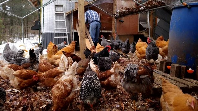 Hand held shot inside of enclosure with lot of hens and roosters and man working on chicken coop.