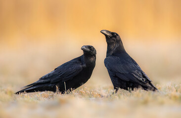 Raven bird ( Corvus corax ) in flight