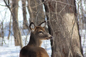 White tailed deer in winter
