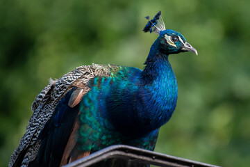 Fototapeta premium Pfau