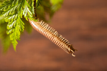 Cylindrical Millipede, a beautiful specimen of brown cylindrical millipede hanging from a green...