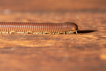 Cylindrical millipede, a beautiful specimen of brown cylindrical millipede walking on a rustic wooden table, selective focus.