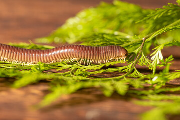 Cylindrical millipede, a beautiful specimen of brown cylindrical millipede walking on a rustic wooden table, selective focus.
