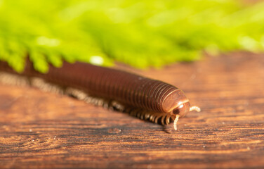 Cylindrical millipede, a beautiful specimen of brown cylindrical millipede walking on a rustic...