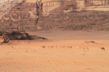 Kamelherde im Wadi Rum (Jordanien)