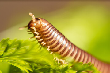 Cylindrical millipede, a beautiful specimen of brown cylindrical millipede walking on a rustic wooden table, selective focus.