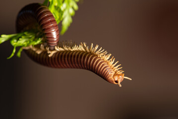 Cylindrical Millipede, a beautiful specimen of brown cylindrical millipede hanging from a green leaf, selective focus.