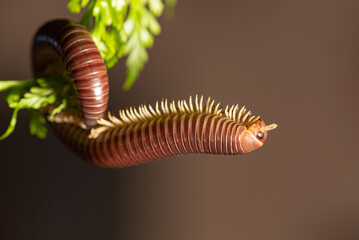 Cylindrical Millipede, a beautiful specimen of brown cylindrical millipede hanging from a green leaf, selective focus.