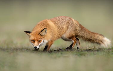 Naklejka na ściany i meble red Fox ( Vulpes vulpes ) close up
