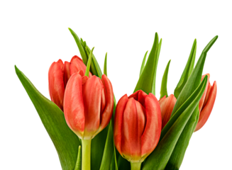 Spring red tulips isolated on a transparent background