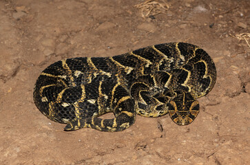 Puff Adder (Bitis arietans)