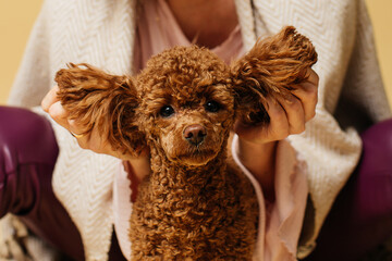 poodle puppy in blanket