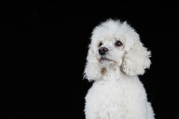 Portrait of a white  poodle