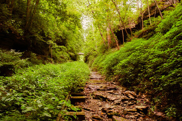 Overgrown railroad through the ravines