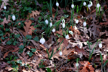 White snowdrop flowers in the forest