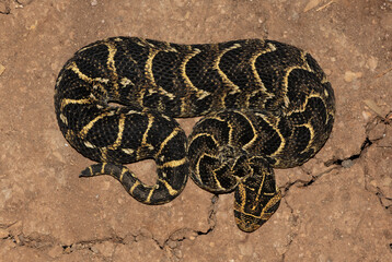 Puff Adder (Bitis arietans)