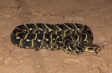 Puff Adder (Bitis arietans)
