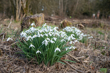 Snowdrops in the forest in the early spring. Сommon snowdrop (Galanthus nivalis) flowers in natural background.