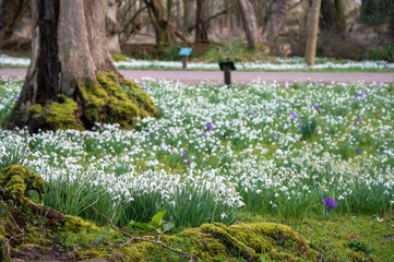 Carpet of white fresh snowdrops in spring park. 