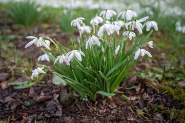 Snowdrops in the forest in the early spring. Сommon snowdrop (Galanthus nivalis) flowers in natural background.