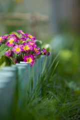 Fototapeta premium Delicate purple Primula primrose on garden bed. Natural, soft and selective focus.