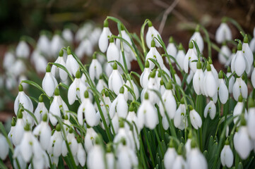 Snowdrops in the forest in the early spring. Wild flowers on the meadow.