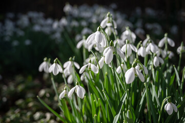 Obraz premium Snowdrops in the forest in the early spring. Wild flowers on the meadow.