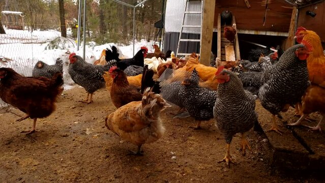 Hens and chicken and roosters freely roam in enclosure in the winter.