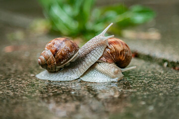 Two snails in the garden during rain on a wet concrete floor
