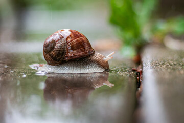Snail on the garden during rain