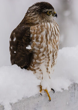 Juvenile Sharp-shinned hawk in snow