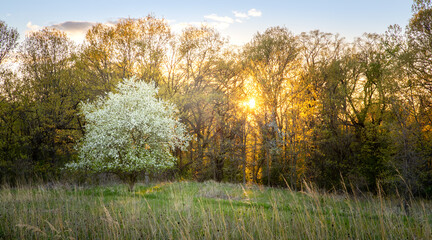 Fototapeta premium Flowering Tree, Minnesota Park