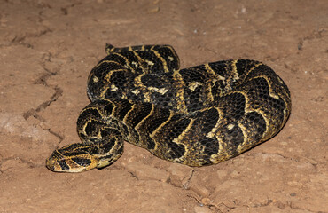Puff Adder (Bitis arietans)