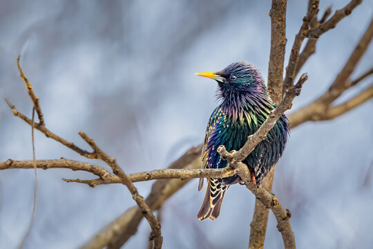 iridescence
