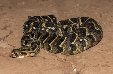 Puff Adder (Bitis arietans)
