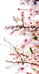 Prunus dulcis (amygdalus) almond blossom and bud pip