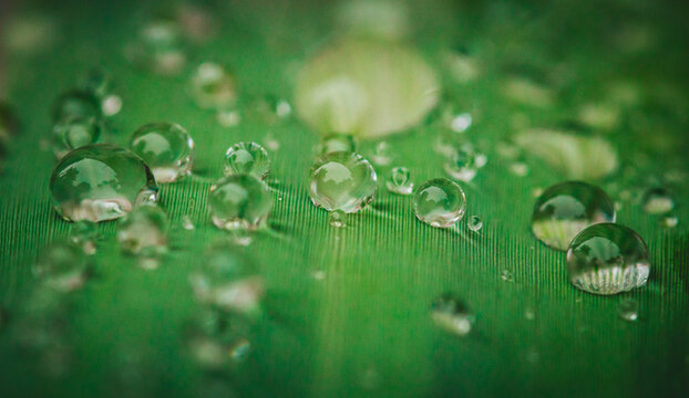Close up of a few rain drops on a grean leaf with blurry background