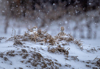 plectrophane des neiges