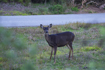 Young deer looking for food in the meadow