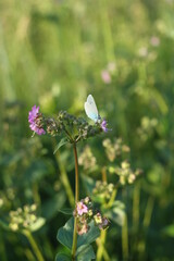 butterfly on a flower