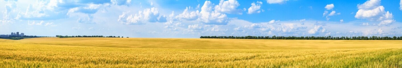 Rural landscape, panorama, banner - field of young wheat in the rays of the summer sun
