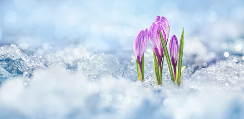 Crocuses - blooming purple flowers making their way from under the snow in early spring, closeup with space for text - obrazy, fototapety, plakaty