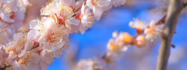 Spring background, banner - flowers of apricot tree on the background of a blooming garden, closeup with space for text