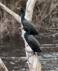 Cormorants Perched on a Branch