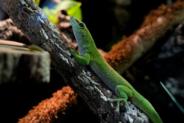 Madagascar large day gecko, Phelsuma grandis on a branch
