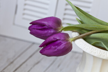 Fresh Purple Tulip Spring Still Life - 576119504